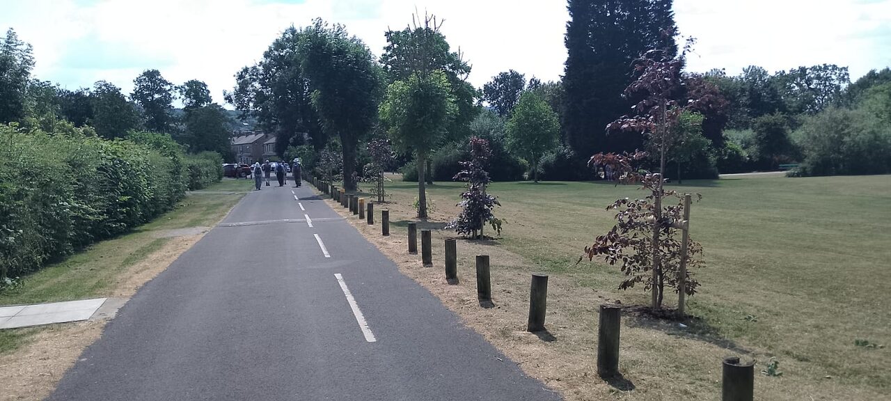 Newly planted standard trees lining the path at Alkincoats Park, Colne
